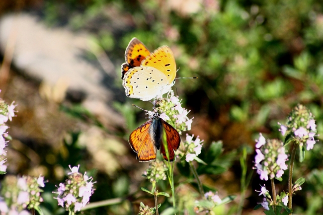 Lycaena alciphron